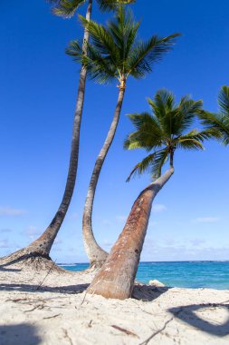 Dominik Cumhuriyeti sahilinde güzel palmiye ağaçları. Yatay. Dikey.
