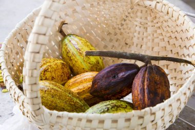 Kakao meyveleri sepette. Büyük. Yatay.