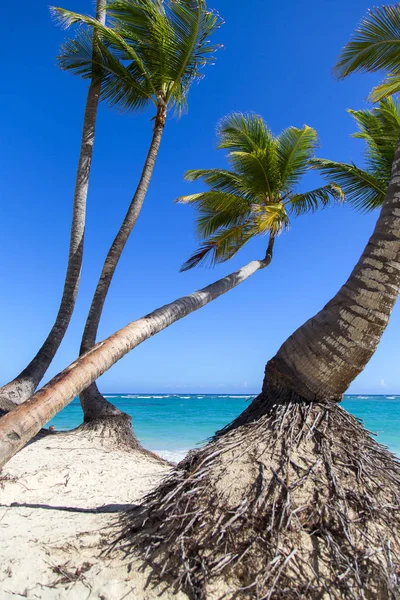 Όμορφα Φοινικόδεντρα Στην Παραλία Της Δομινικανική Δημοκρατία Οριζόντια Κάθετη — Φωτογραφία Αρχείου