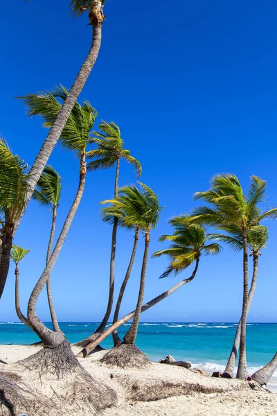 多米尼加共和国海滩上美丽的棕榈树 — 图库照片