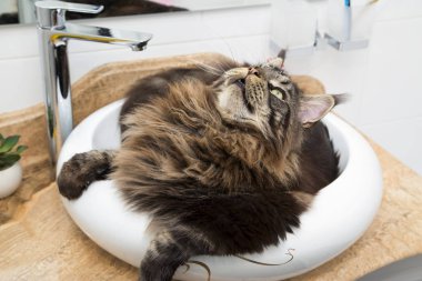 Banyoda lavaboda Maine Coon Portresi . Yatay.