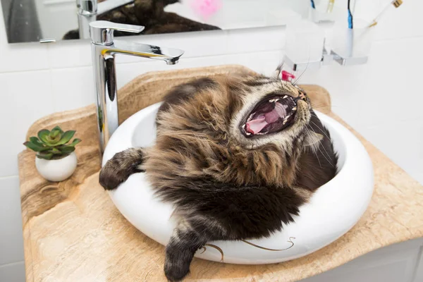 Retrato Maine Coon Lavabo Baño Horizontalmente — Foto de Stock