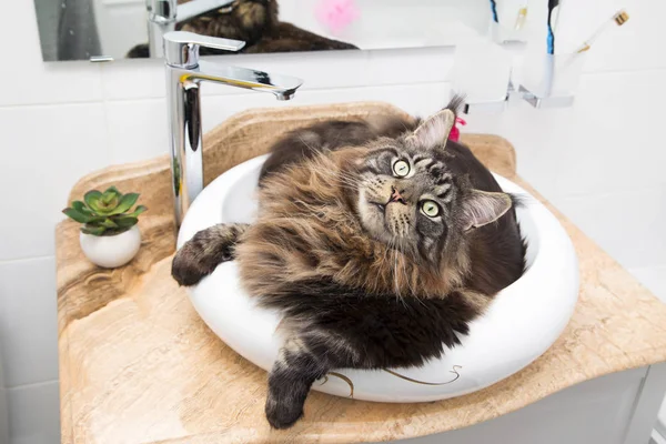 Retrato Maine Coon Lavabo Baño Horizontalmente — Foto de Stock