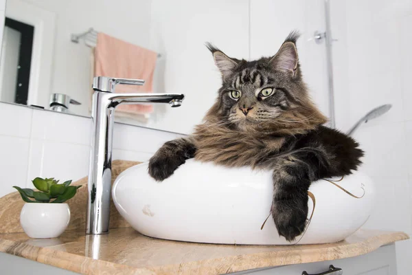 Retrato Maine Coon Lavabo Baño Horizontalmente — Foto de Stock