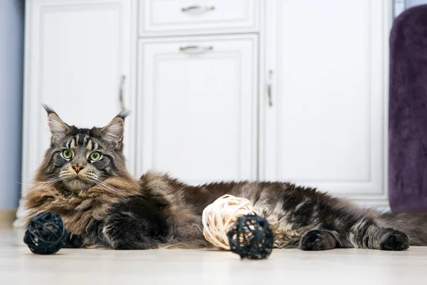 Maine Coon Gato Encuentra Camod Blanco Mira Hacia Otro Lado — Foto de Stock