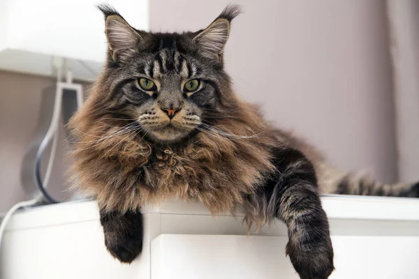 Maine Coon Gato Encuentra Camod Blanco Mira Hacia Otro Lado — Foto de Stock