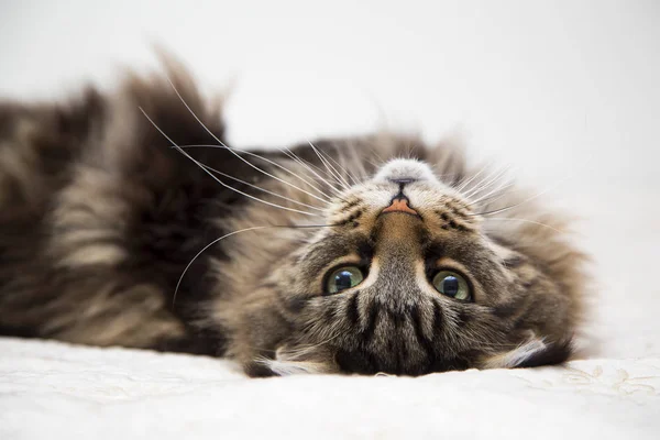 Maine Coon Katt Ligger Vit Kamod Och Blickar Bort Stående — Stockfoto