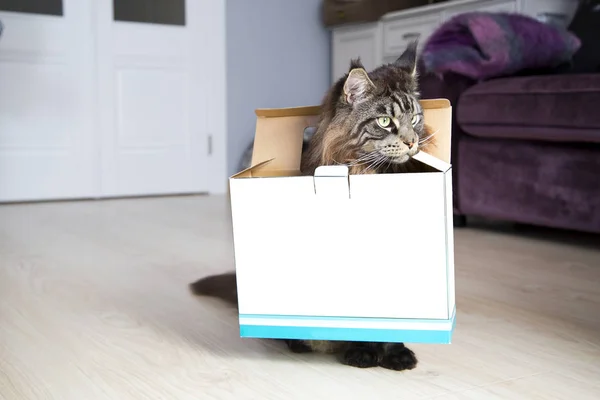 Gato Joven Está Parado Con Una Caja Cuello Horizontalmente — Foto de Stock