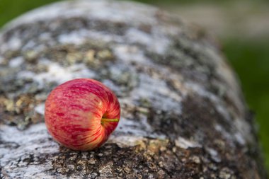 Olgun elmalar çimenlerin arka planında bir kütük üzerinde uzanır. Yatay.Dikey.