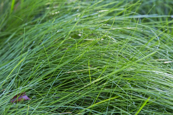 Hohes Grünes Gras Mit Tropfen Auf Den Grashalmen Horizontal — Stockfoto