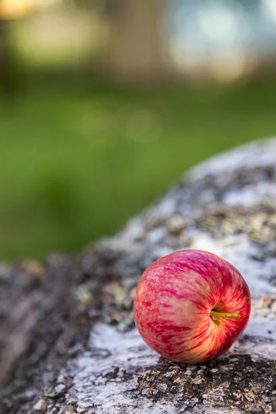 Reife Äpfel Liegen Auf Einem Baumstumpf Auf Einem Grashintergrund Horizontal — Stockfoto