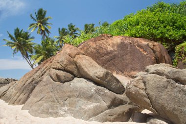 Sri Lanka tropikal adada palmiye ağaçları ve kayalar ile güzel plaj. Yatay. Dikey.