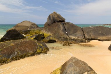 Sri Lanka tropikal adada palmiye ağaçları ve kayalar ile güzel plaj. Yatay. Dikey.