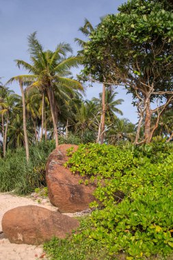 Sri Lanka tropikal adada palmiye ağaçları ve kayalar ile güzel plaj. Yatay. Dikey.