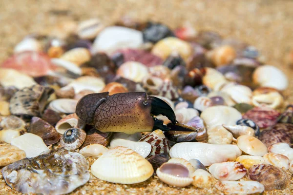 Shells Different Shapes Lie Sand Close Each Other Horizontally — Stock Photo, Image