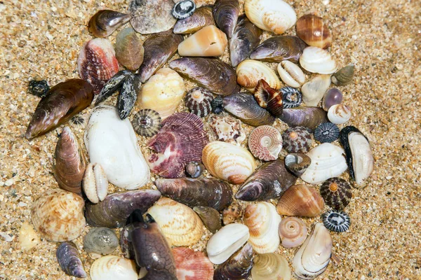 Shells Different Shapes Lie Sand Close Each Other Horizontally — Stock Photo, Image