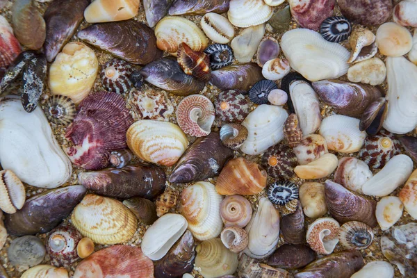 Shells Different Shapes Lie Sand Close Each Other Horizontally — Stock Photo, Image