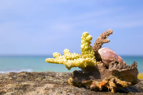 Beautiful Corals Lie Stone Sea Blue Sky Horizontally — Stock Photo, Image