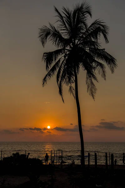 Закат Пляже Море Против Силуэта Пальмы — стоковое фото