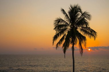  Bir palmiye ağacının siluetine karşı denizde sahilde gün batımı. 