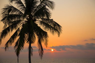  Bir palmiye ağacının siluetine karşı denizde sahilde gün batımı. 
