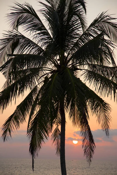Ηλιοβασίλεμα Στην Παραλία Στη Θάλασσα Σιλουέτα Ενός Φοίνικα — Φωτογραφία Αρχείου