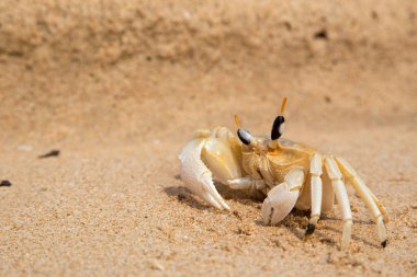 Sahildeki sarı kumda küçük yengeç kaba. Güneydoğu Asya.Yatay.