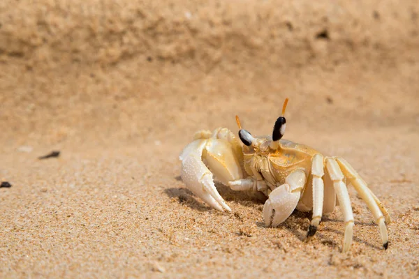 Kleine Krab Grof Het Gele Zand Het Strand Zuidoost Azië — Stockfoto