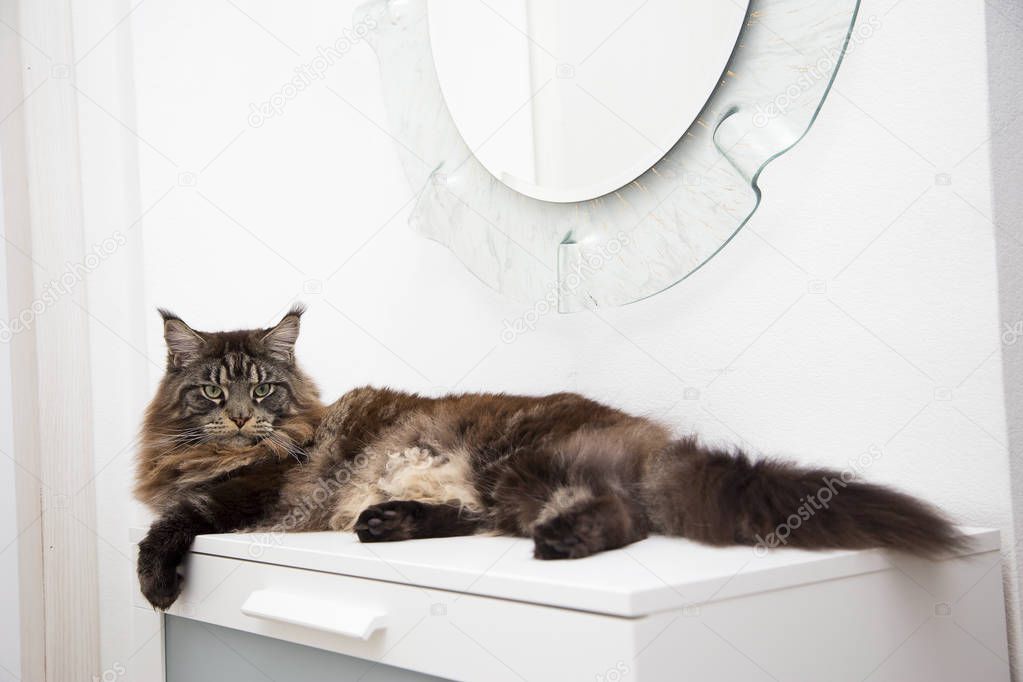      Large cat Maine Coon lying on a white table.Horizontally.