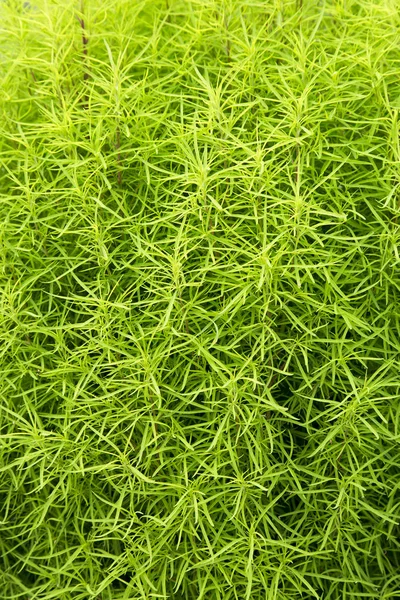 Okrasné Rostliny Zelené Dlouhé Jehly Svisle — Stock fotografie