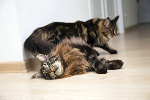 Dos Gatos Jugando Entre Horizontally — Foto de Stock