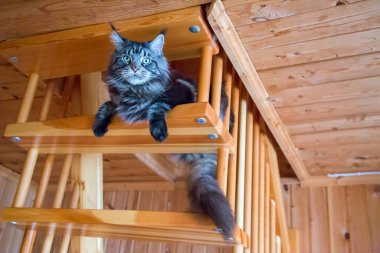  Kedi ahşap bir merdivende yatıyor. Yatay olarak..