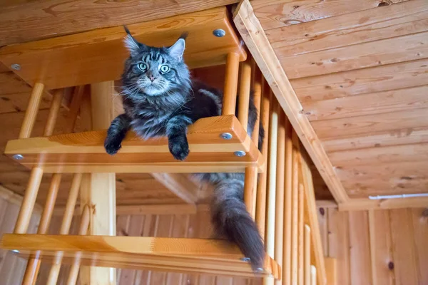 Kedi ahşap bir merdivende yatıyor. Yatay olarak..