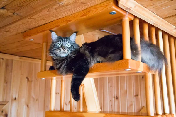  Kedi ahşap bir merdivende yatıyor. Yatay olarak..