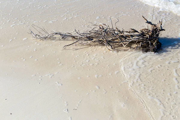 Wortel Van Een Plant Oceaanoever Binnenkomende Golf Horizontaal — Stockfoto