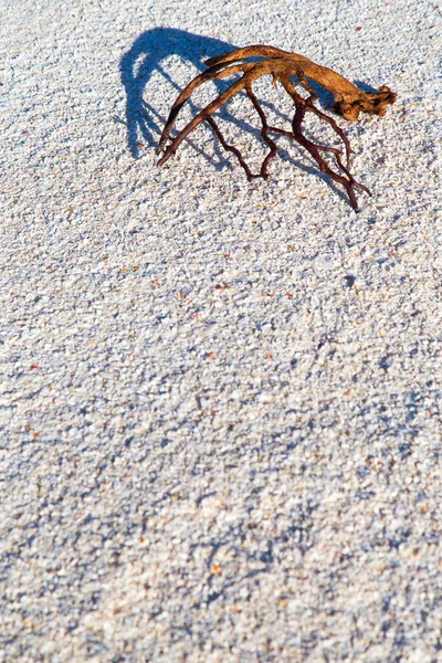 Een Droge Tak Aan Witte Zee Zand Verticaal — Stockfoto