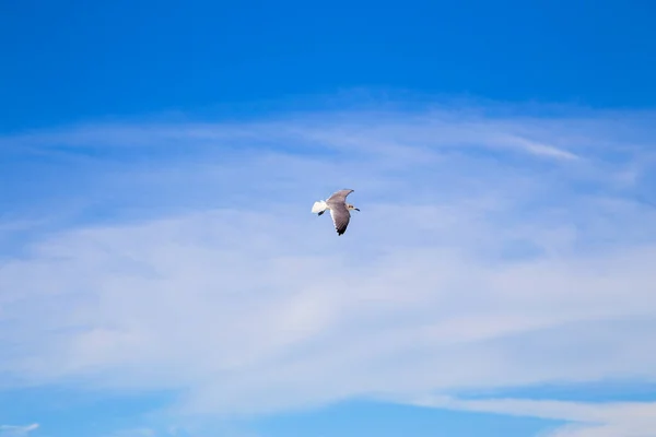 Mavi Gökyüzünde Bulutlu Bir Deniz Kuşu Uçuşu Yatay Olarak — Stok fotoğraf
