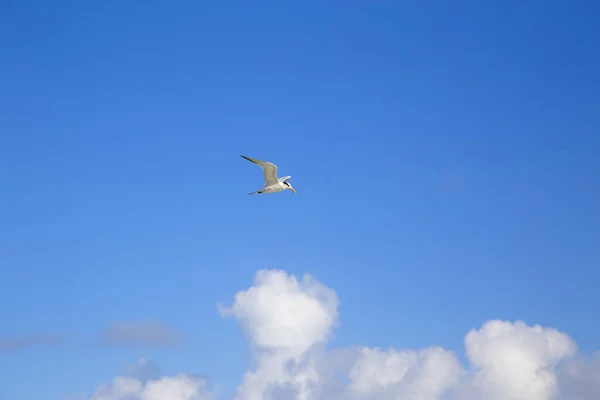 Voo Pássaro Marinho Céu Azul Com Nuvem Horizontalmente — Fotografia de Stock