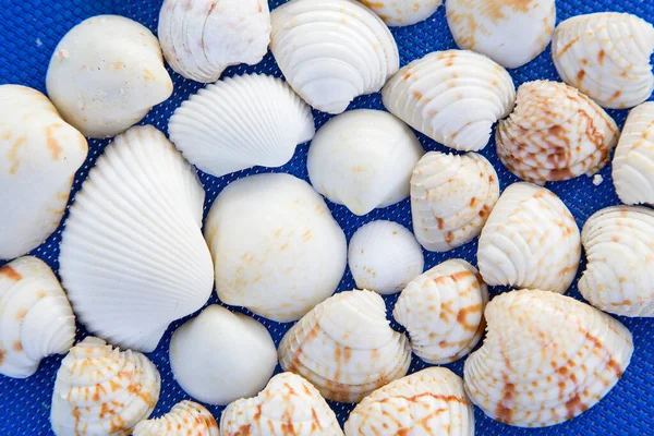 Seashells Stacked Side Side Horizontally — Stock Photo, Image