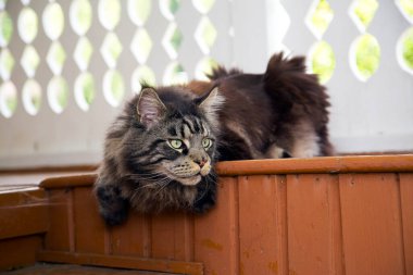 Güzel bir Maine Rakunu kedisi ahşap bir korkulukta yatıyor. Yatay olarak. Dikey.