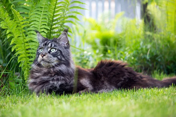 Hermoso Gato Maine Coon Yace Sobre Una Barandilla Madera Horizontal — Foto de Stock