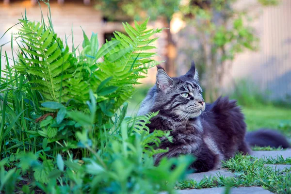 Kucing Maine Coon Yang Cantik Terletak Pagar Kayu Horisontal Vertikal — Stok Foto
