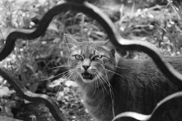 black and white, street, cat, animal, mammal, scream, hunger, animals, abandoned, mouth, fangs, look