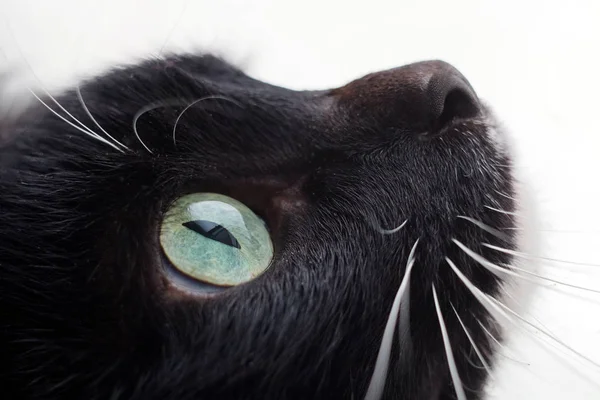 Gato Negro Con Amplio Abierto Asombro —  Fotos de Stock