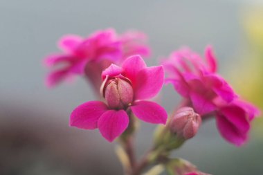 Çiçek açan çiçekler kırmızı, pembe, beyaz