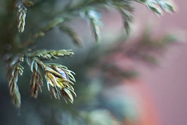 Galhos Arborvitae Verde Com Uma Gota — Fotografia de Stock