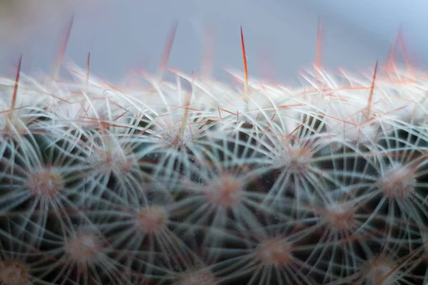 Spiny Green Cactus Fluffy Needles — Stock Photo, Image