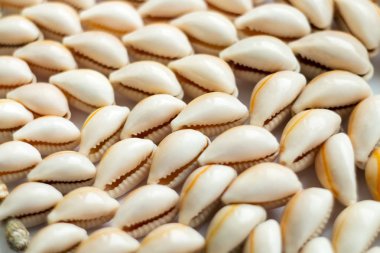 Beyaz arka planda güzel yaz Cowrie mermiler