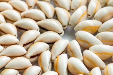 Beyaz arka planda güzel yaz Cowrie mermiler