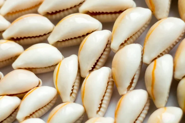 Mooie Zomer Kaurischelpen Witte Achtergrond — Stockfoto